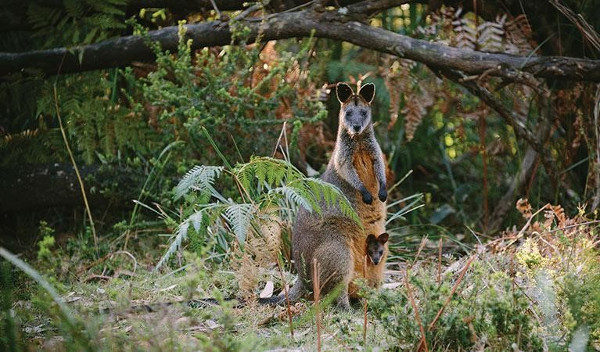 Swamp wallaby, Australia