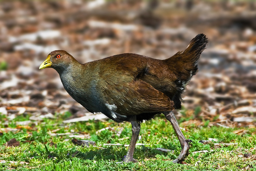 Tasmanian Native-hen, Australia @Wikipedia