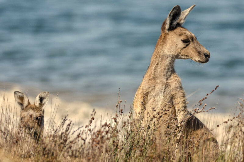 Western Grey kangaroo and her joey partially obscured behind tall grass at the edge of Thetis Lake near Cervantes, Western Australia