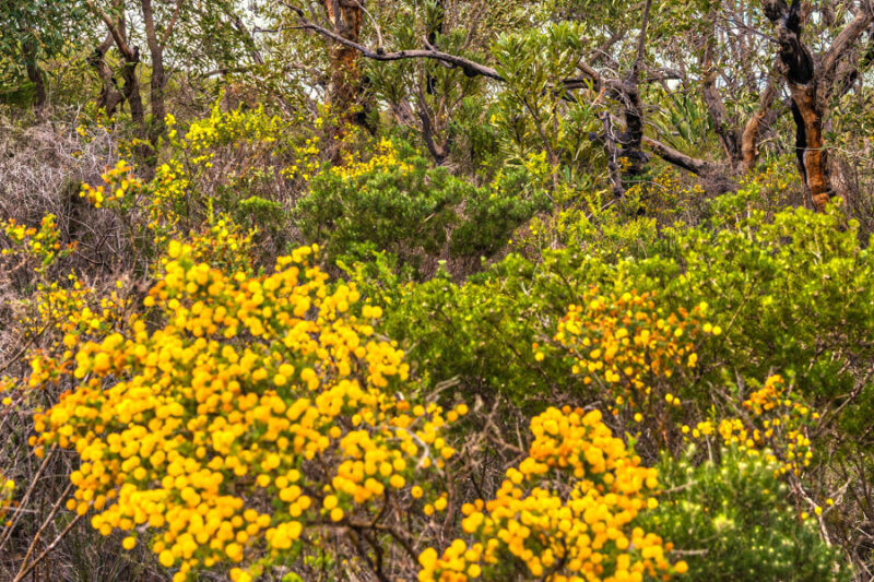 Wildlflowers Nambung National Park, Australia