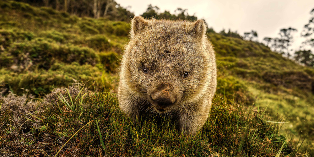 Wombat Cradle Mountains, Australia