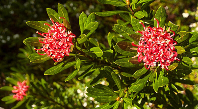 tasmanian waratah flowers Cradle Mountain, Lake St Clair National Park