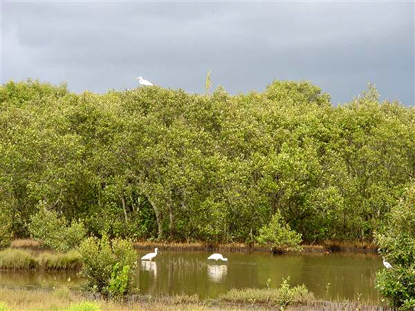Kooragang Wetlands, Australia @LocationsHub
