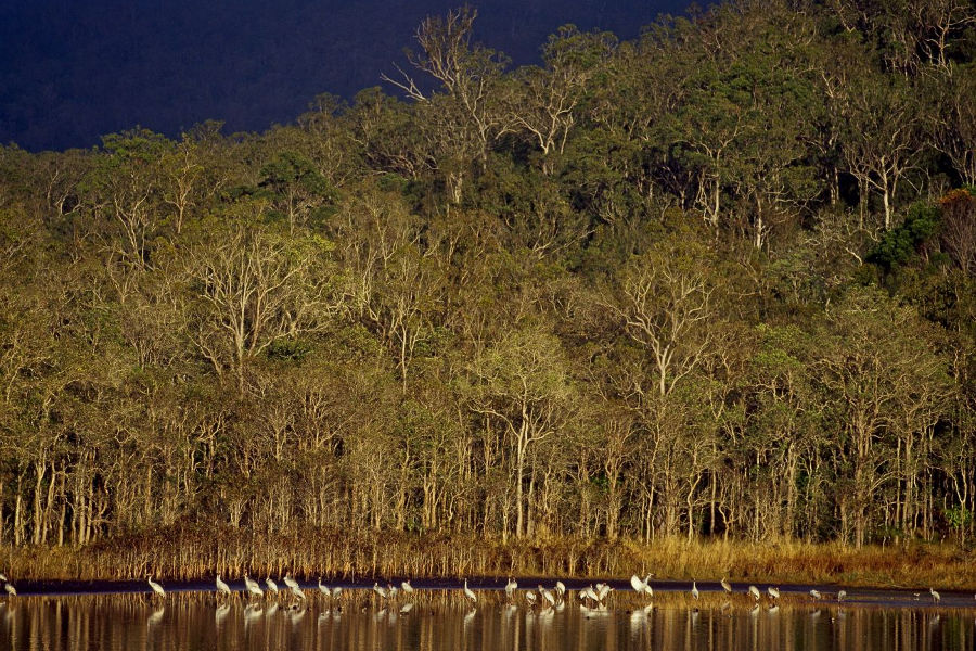 Hasties Swamp National Park, Atherton Tablelands, Australia @Adam Creed, Queensland Government