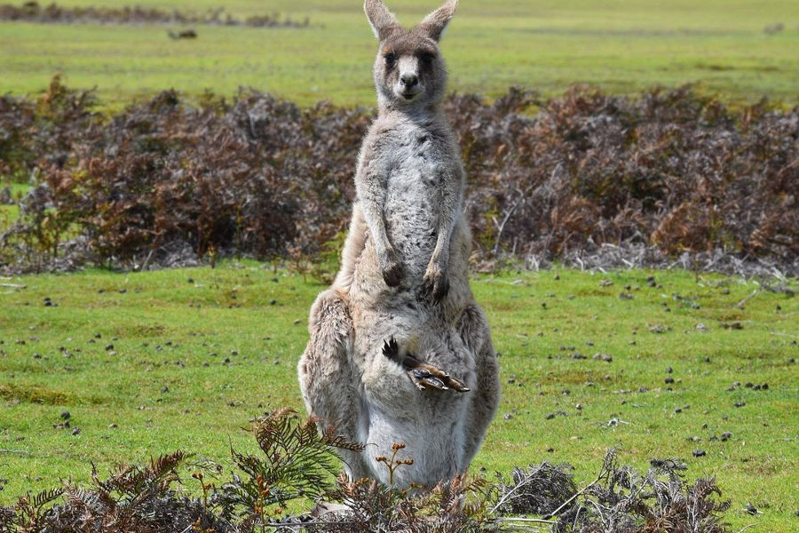Narawntapu National Park, Beauty Point, Tasmania, Australia @wildernessadventurestas
