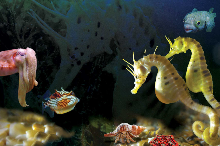 Seahorse aquarium, Beaconfield, Australia @seahorseworld