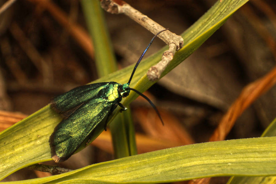 Belair National Park, South Australia Forester Moth, Pollanisus sp. (Zygaenidae), metallic coloration, warning to predators of its distasteful