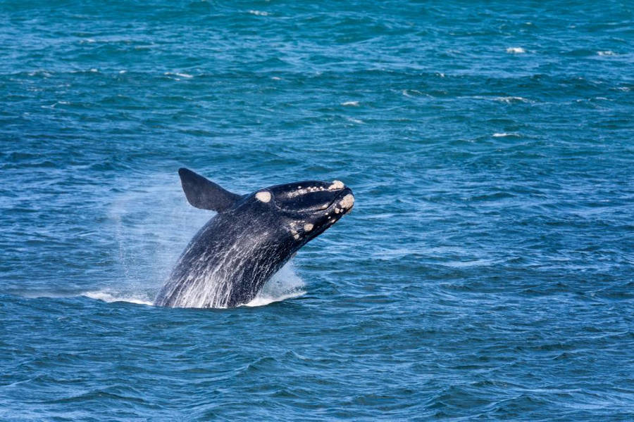 Whales in Warrnambool, Australia @GreatOceanRoadWhales