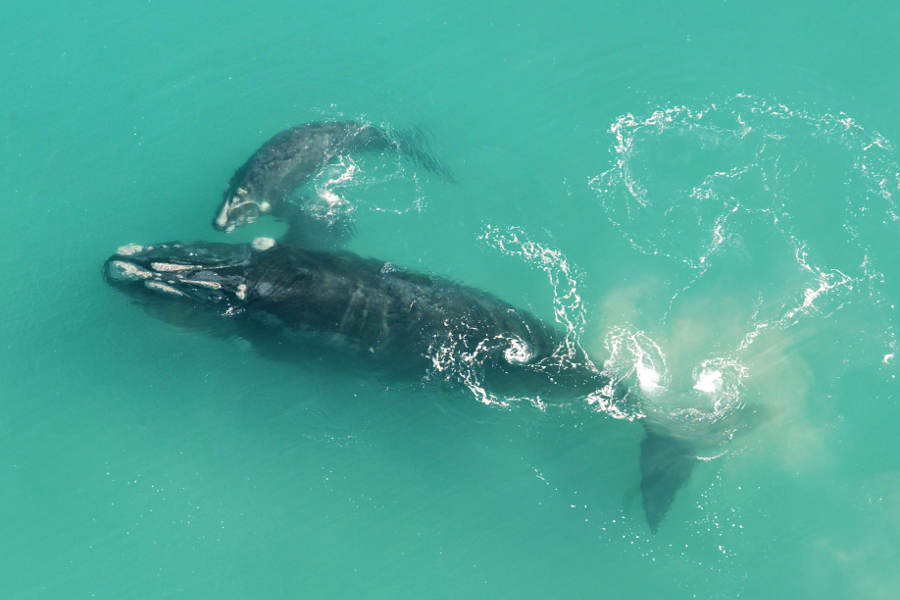Whales in Warrnambool, Australia @VisitWarrnambool